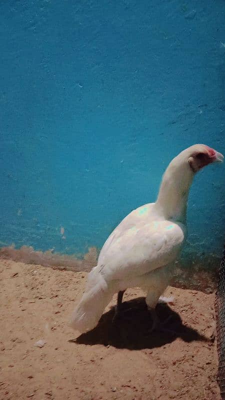 pure White Heera aseel mianwali for sale age 12 month 9