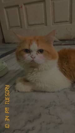 Male Cat Available