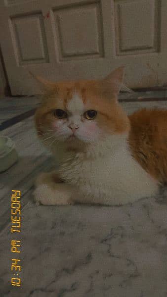 Male Cat Available 0