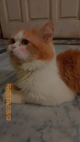 Male Cat Available 1