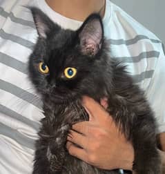 black Persian with vaccinated 0