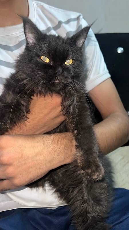 black Persian with vaccinated 1