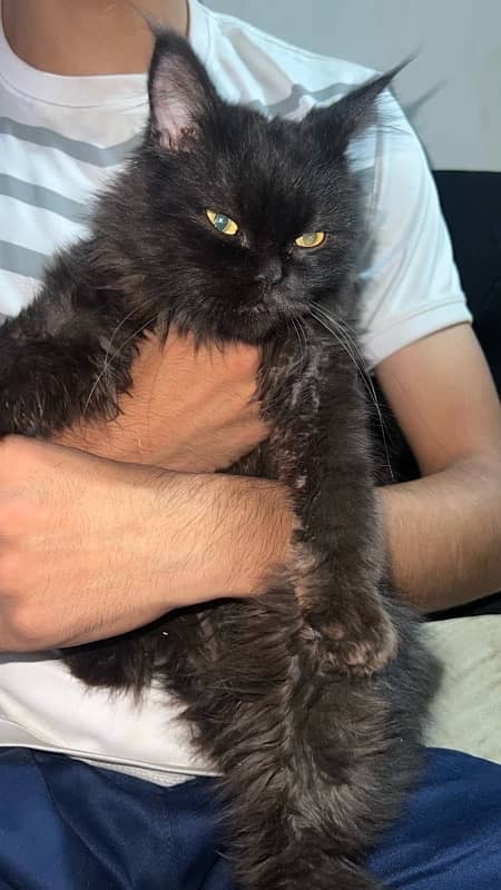 black Persian with vaccinated 2