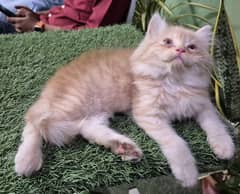 fawn Fluffy Pure Persian,Kitten Persian cat| cute face kittens