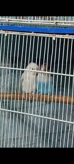 love Birds Bonded Pair Albino 0