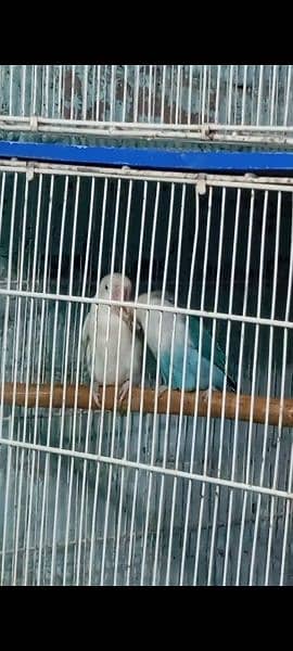 love Birds Bonded Pair Albino 1