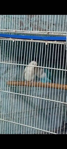 love Birds Bonded Pair Albino 2