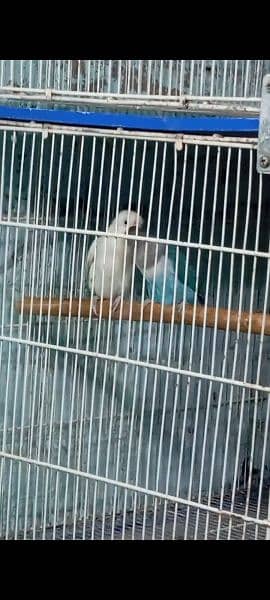 love Birds Bonded Pair Albino 4