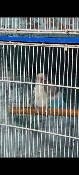 love Birds Bonded Pair Albino 6