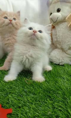 Persian triple coated male kitten