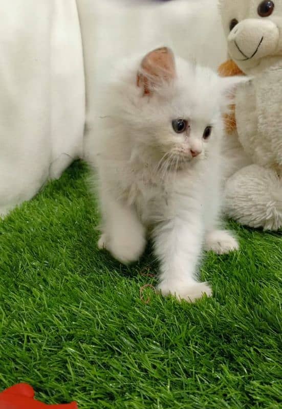 Persian triple coated male kitten 1