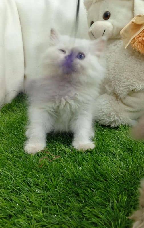 Persian triple coated male kitten 2