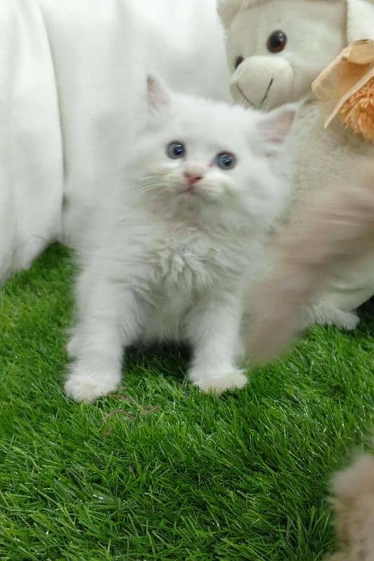 Persian triple coated male kitten 3