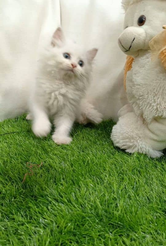 Persian triple coated male kitten 6