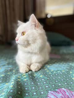 white persian kitten