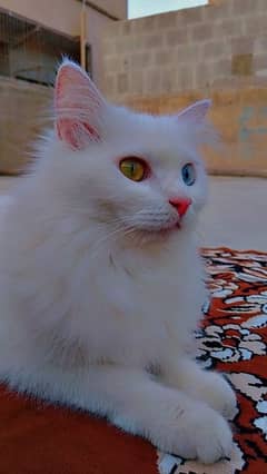 Persian cat