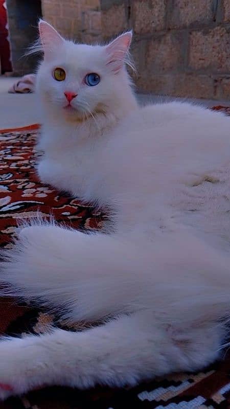 Persian cat 1