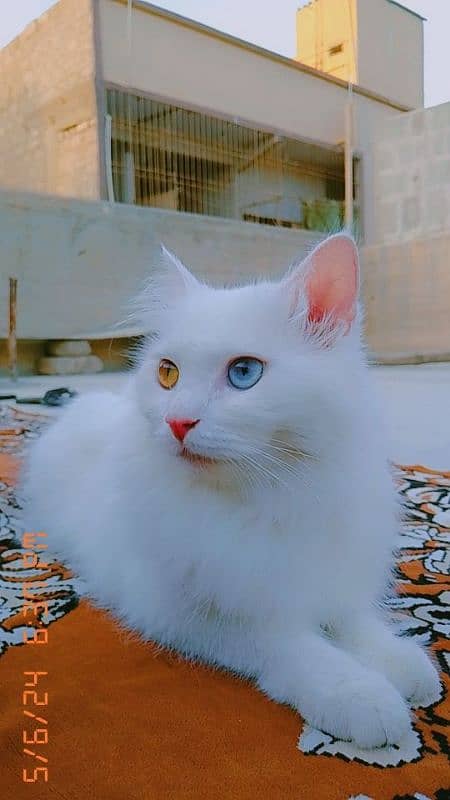 Persian cat 2