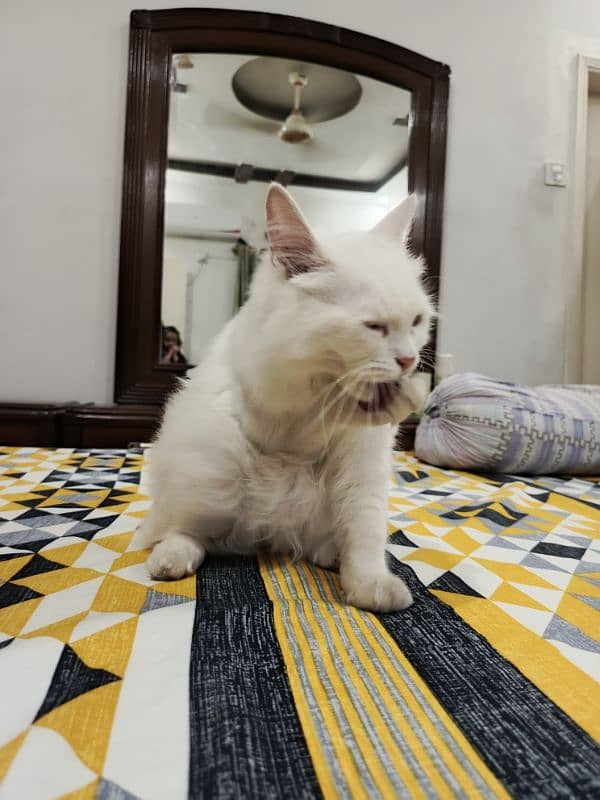 Persian cat 0