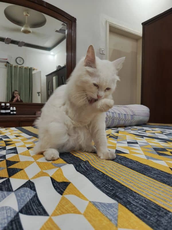 Persian cat 1