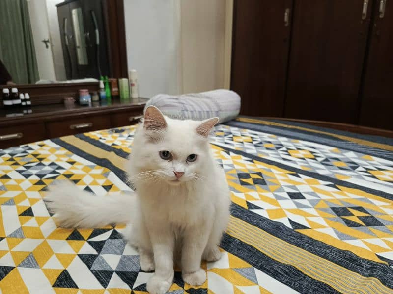 Persian cat 2