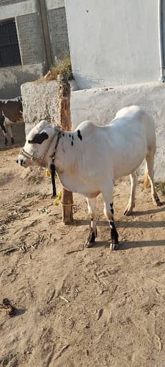 fatehjangi bulls