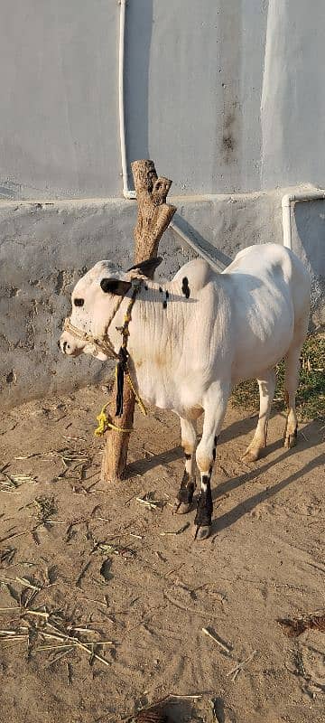 fatehjangi bulls 1