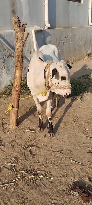 fatehjangi bulls 2