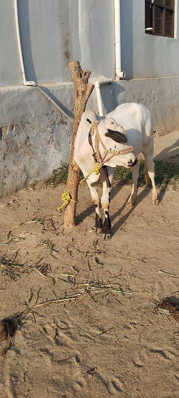 fatehjangi bulls 3