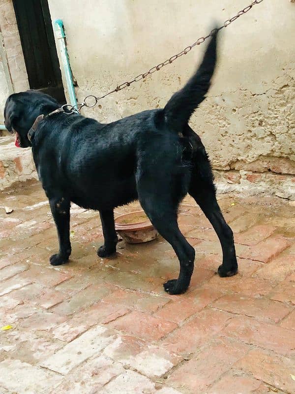 Black Labrador for Sale 1