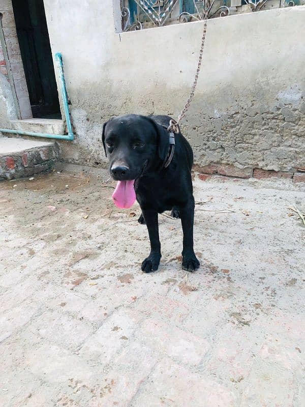 Black Labrador for Sale 2