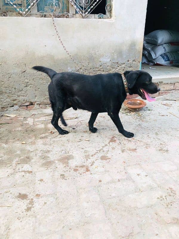 Black Labrador for Sale 3