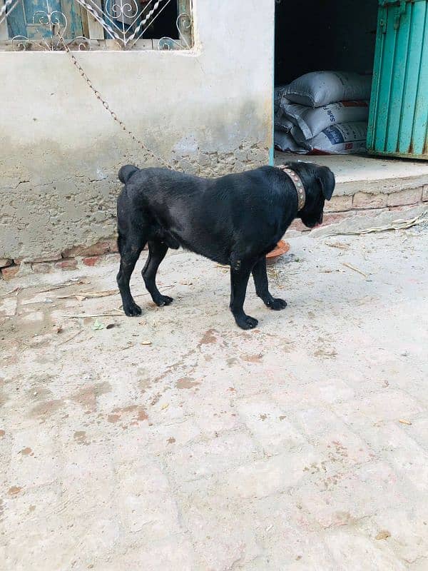 Black Labrador for Sale 4