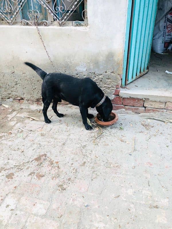 Black Labrador for Sale 5