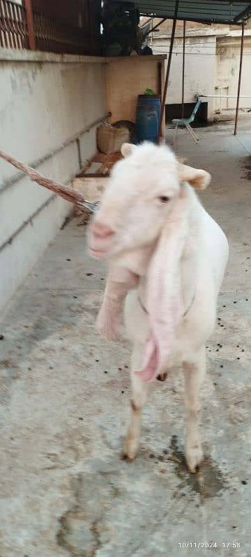 gulabi Breeder Bakra 1