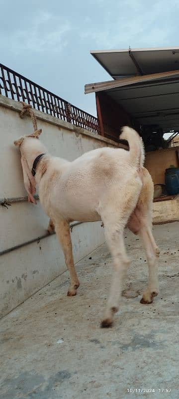 gulabi Breeder Bakra 4