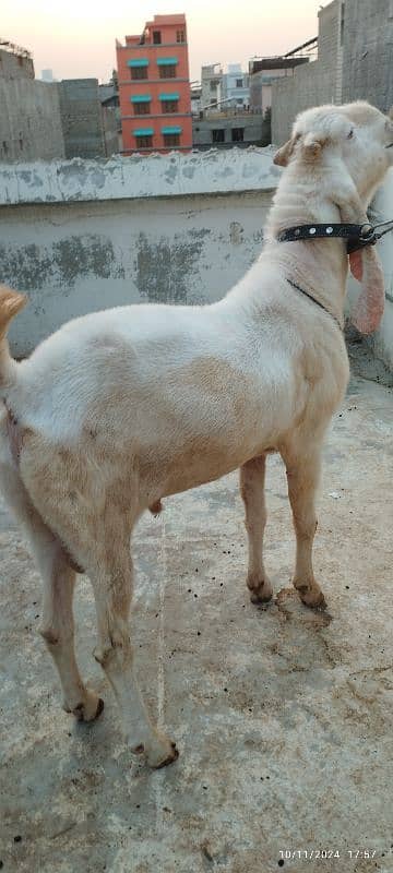 gulabi Breeder Bakra 5