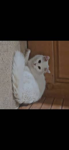 white female Persian cat