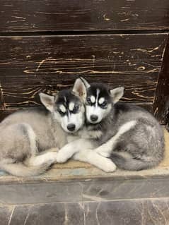 Huskies