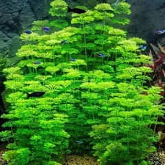 Aquarium Live Plant.