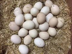 Fertile Eggs