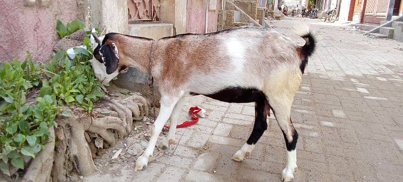 tedy bakri for sale 03423444811 3