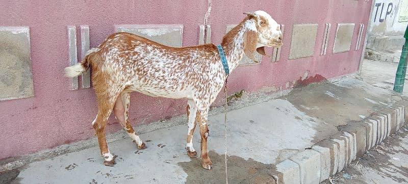 tedy bakri for sale 03423444811 4