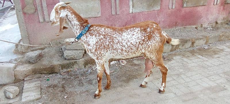 tedy bakri for sale 03423444811 5