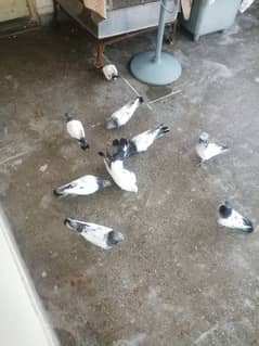 High Fly pigeons