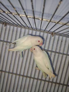 Albino Red eye Creemino Top Quality Birds