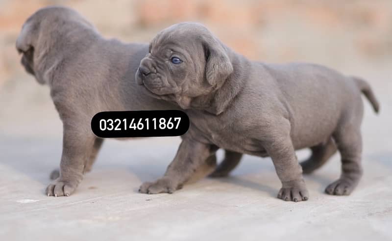 Cane Corso 1