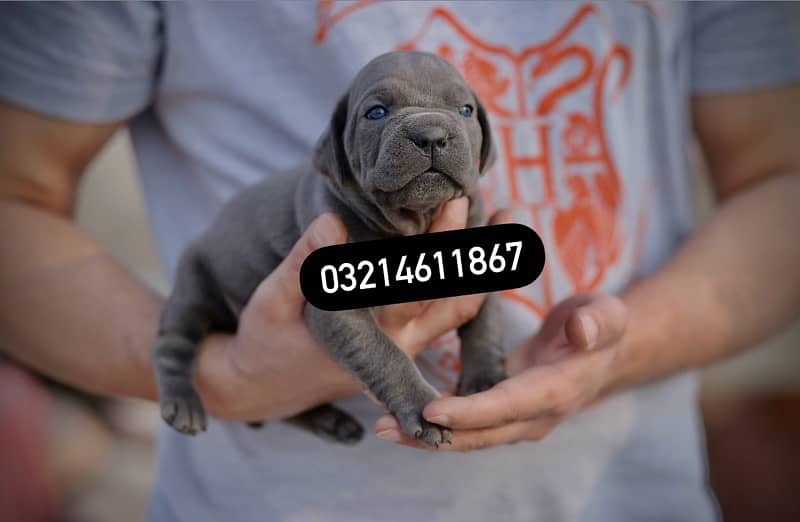 Cane Corso 2