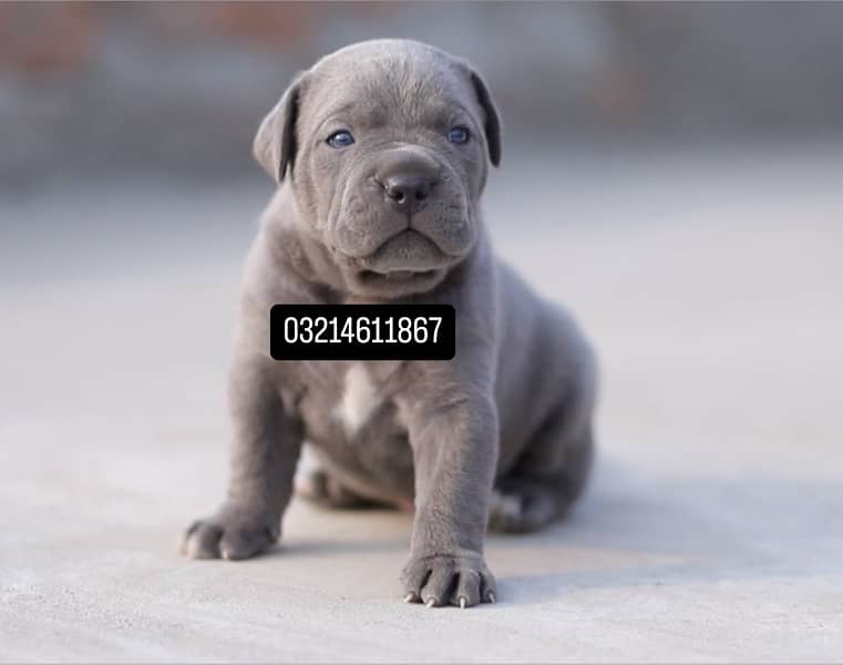 Cane Corso 4