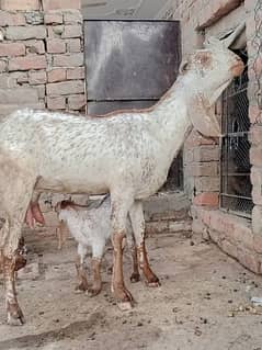 makhi chini goat looking for new shelter